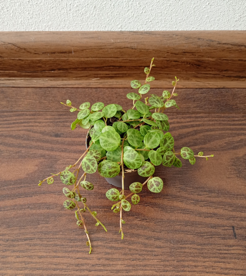 Peperomia prostrata