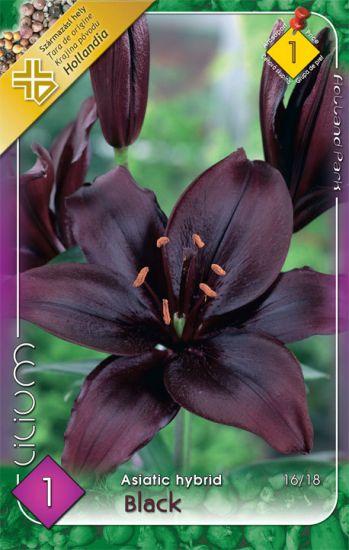 Lilium Asiatic Hybrid Black/1 ks