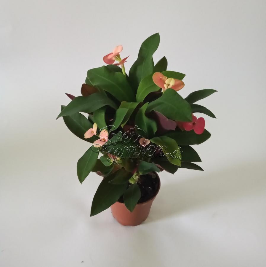 Euphorbia milli ružová 1