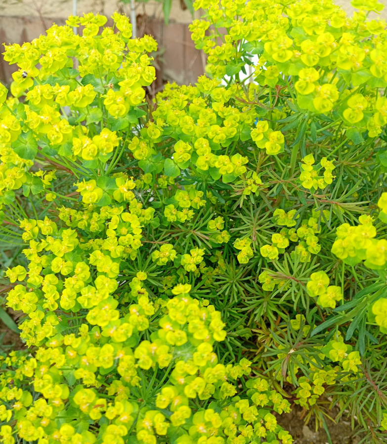 Euphorbia „Clarice Howard“