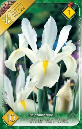 Iris hollandica White van Vliet/10 ks
