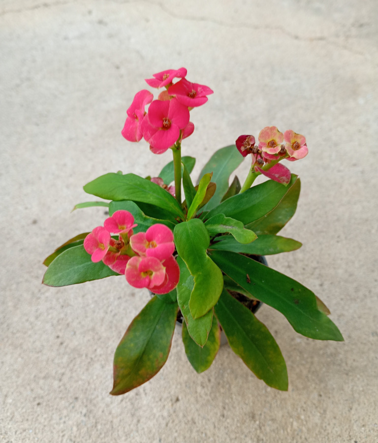 Euphorbia milli ružovočervená