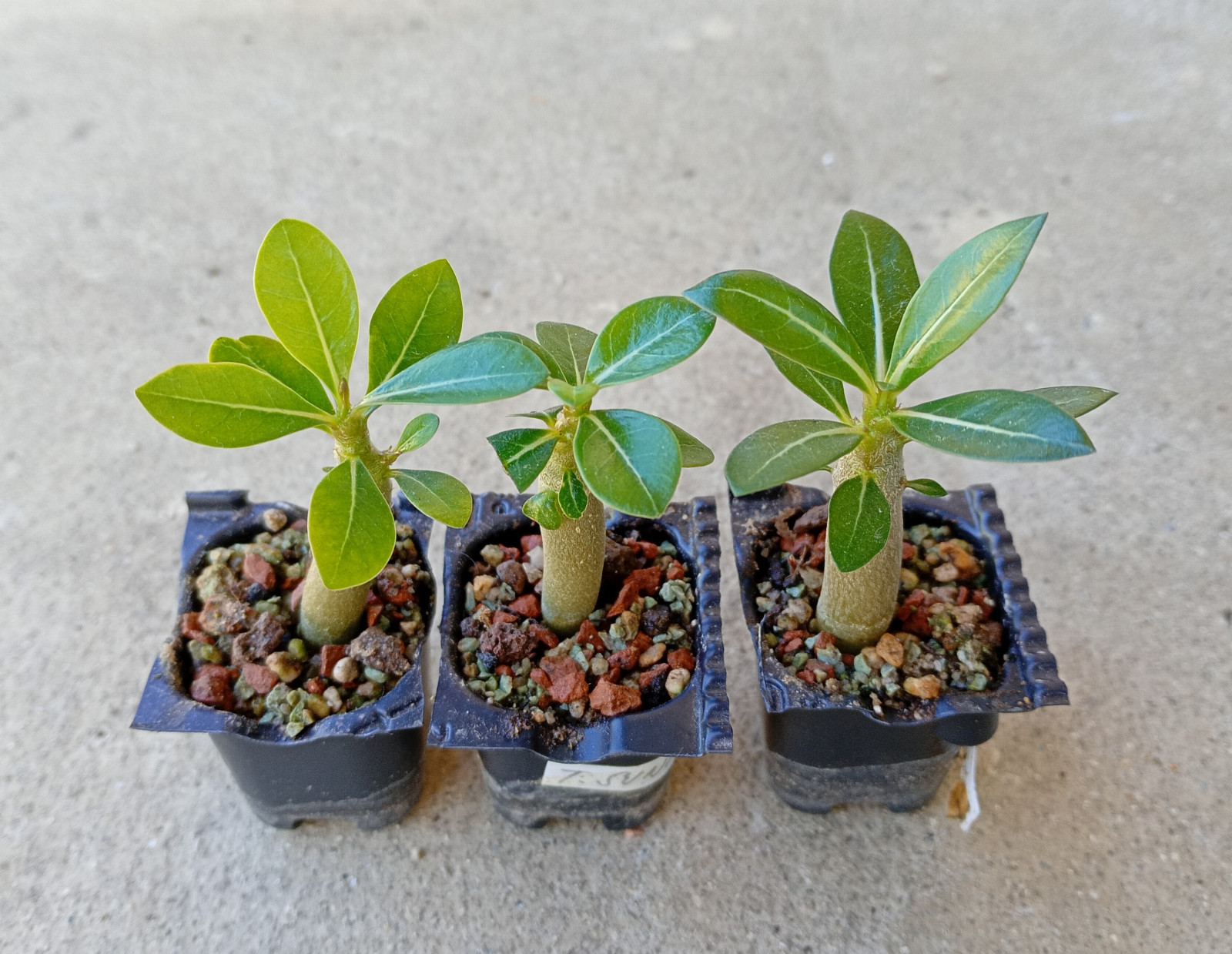 Adenium obesum "Triple Sunny Rose"- semenáč