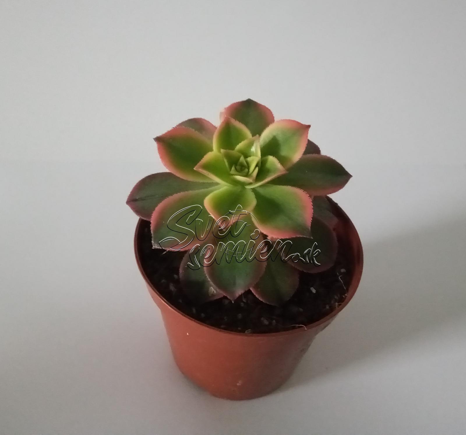 Aeonium tricolor "Kiwi"
