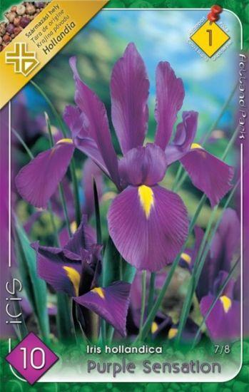 Iris hollandica Purple Sensation/10 ks