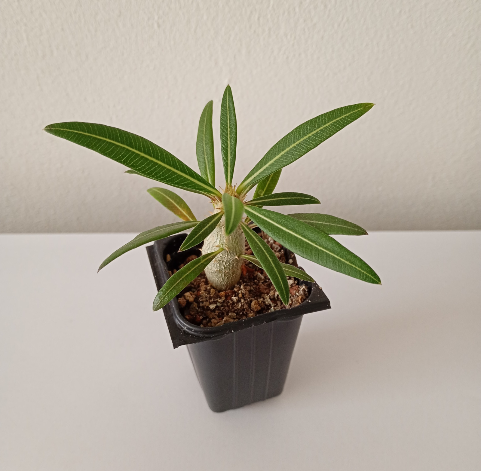 Pachypodium rosulatum