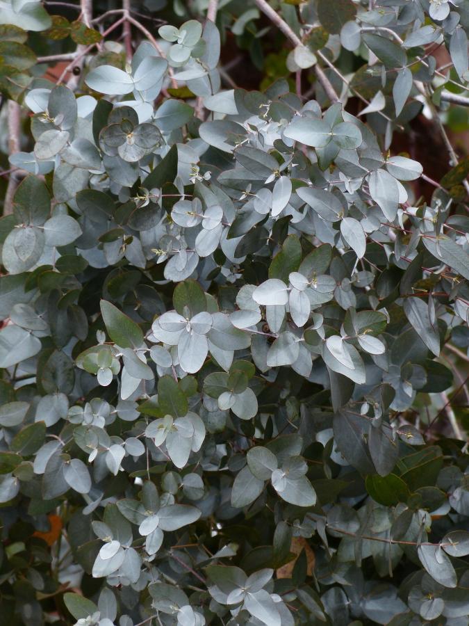 Eucalyptus gunnii subsp. gunnii 10 semien