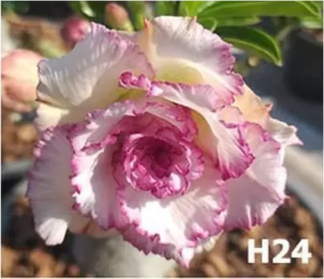 Adenium obesum H24 - vrúbľovaná rastlina