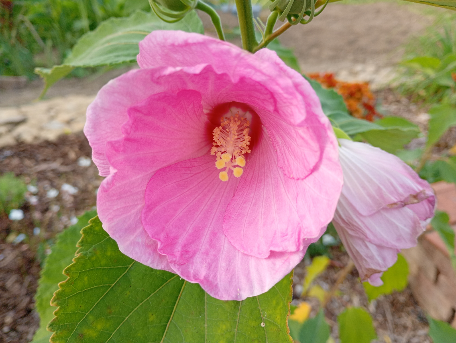 Hibiscus moscheutos