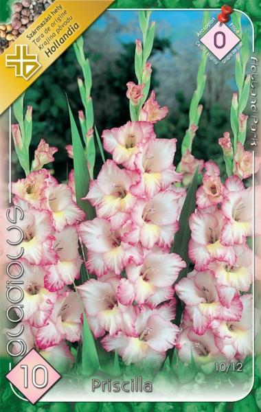 Gladiolus Priscilla/10 ks