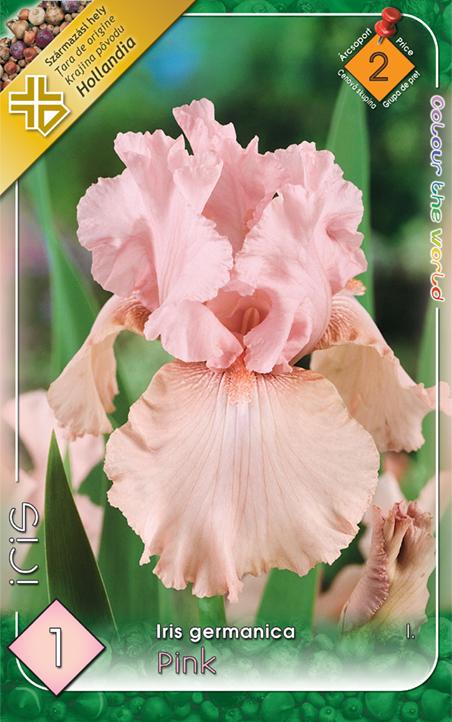 Iris germanica Pink/1 ks