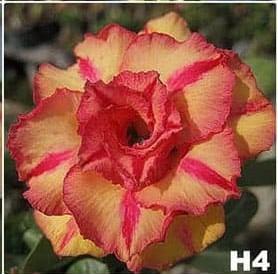 Adenium obesum H4 - vrúbľovaná rastlina