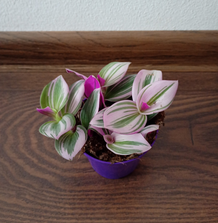 Tradescantia albiflora "Nanouk"