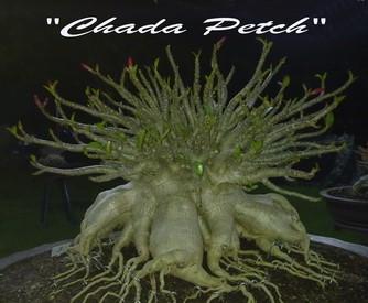 Adenium Thai Socotranum "Chada Petch" 2 semená