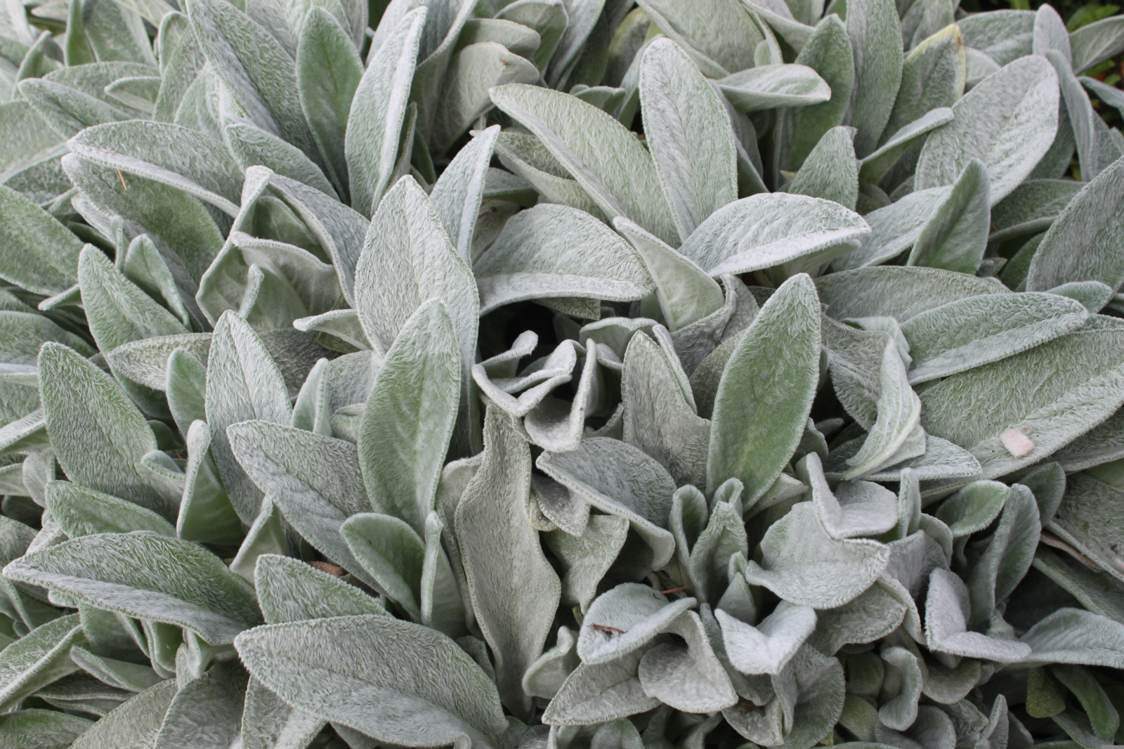 Stachys byzantina