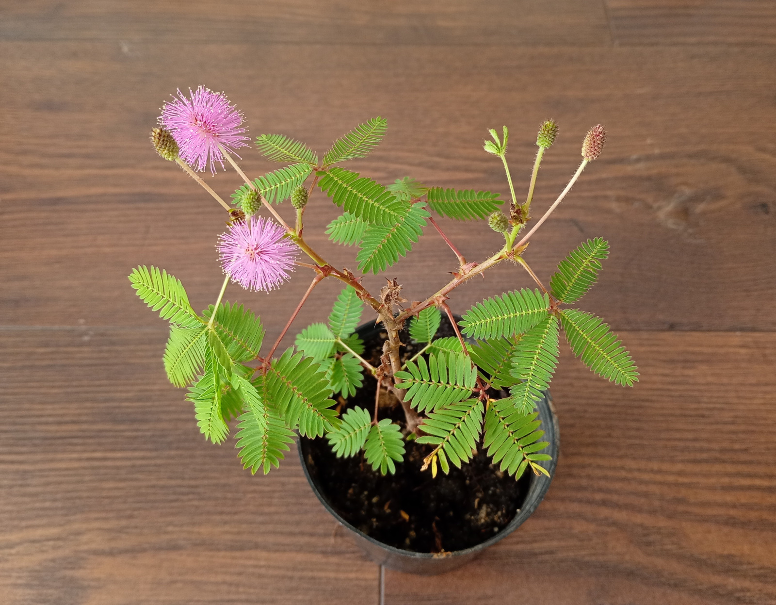 Mimosa pudica