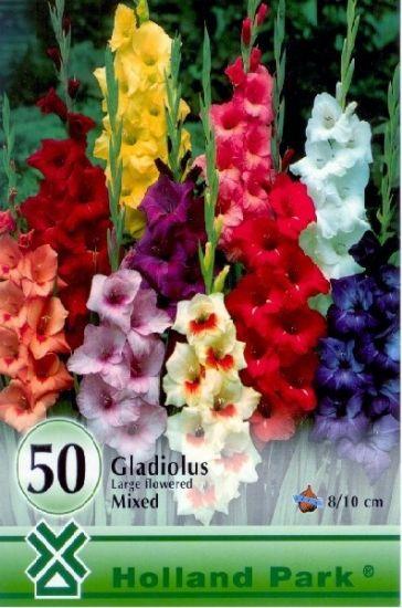Gladiolus Mix/50 ks