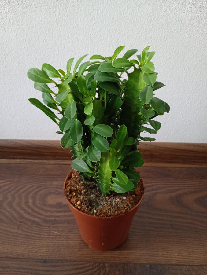 Euphorbia trigona