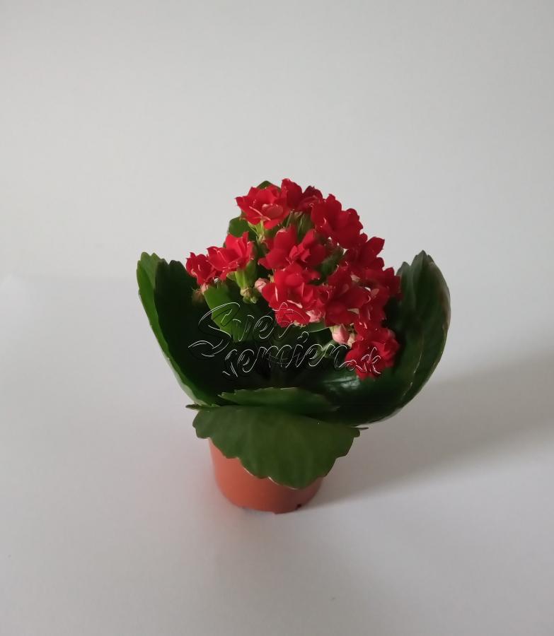 Kalanchoe blossfeldiana "Rosalina" farba kvetu červená