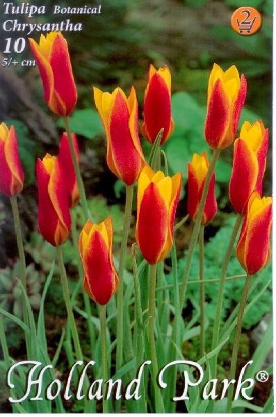 Tulipa Botanical Chrysantha/10 ks