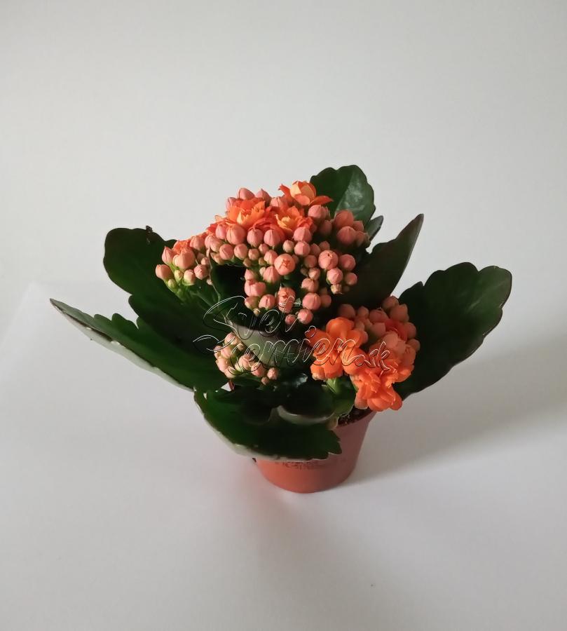 Kalanchoe blossfeldiana "Rosalina" farba kvetu oranžová