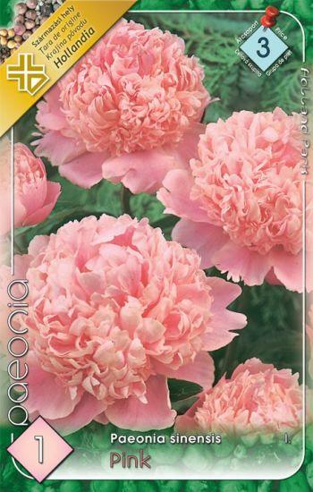 Pivonka - Paeonia sinensis Pink/1 ks