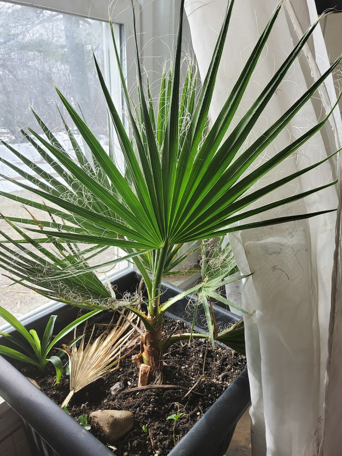 Washingtonia x filibusta 10, 30 alebo 100 semien