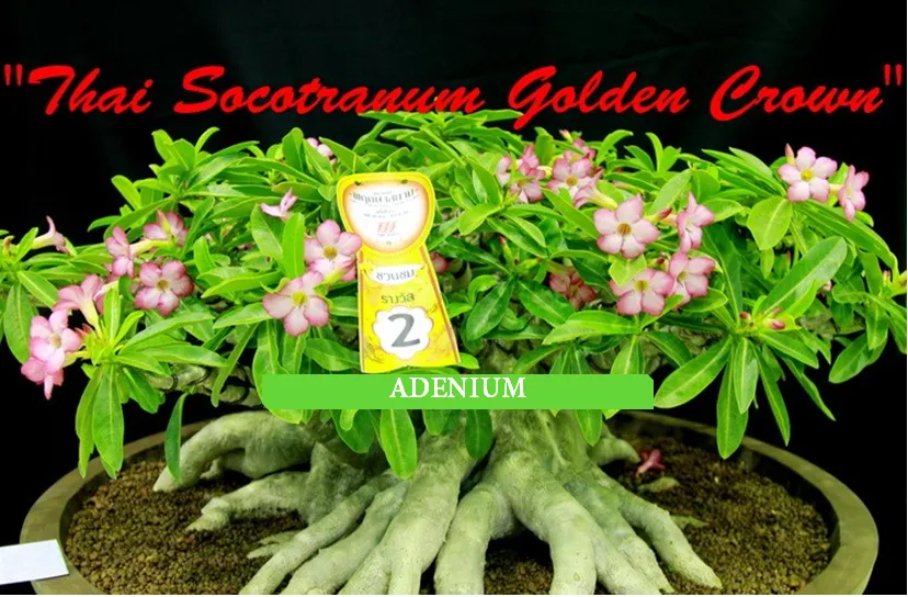 Adenium Thai Socotranum "Golden Crown" 2 semená