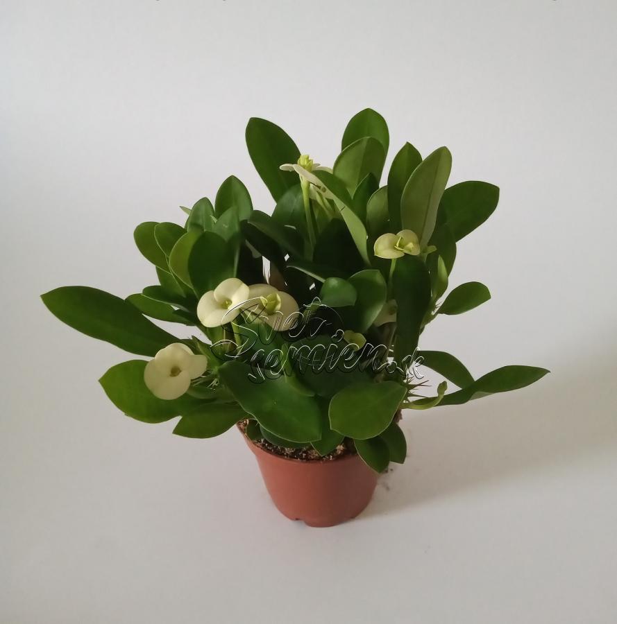 Euphorbia milli biela