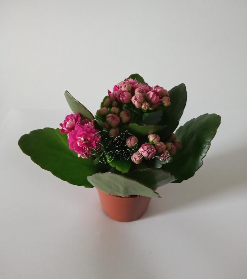 Kalanchoe blossfeldiana "Rosalina" farba kvetu ružovo-cyklaménová