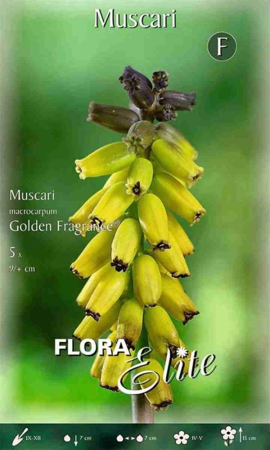 Muscari Golden Fragrance/5 ks