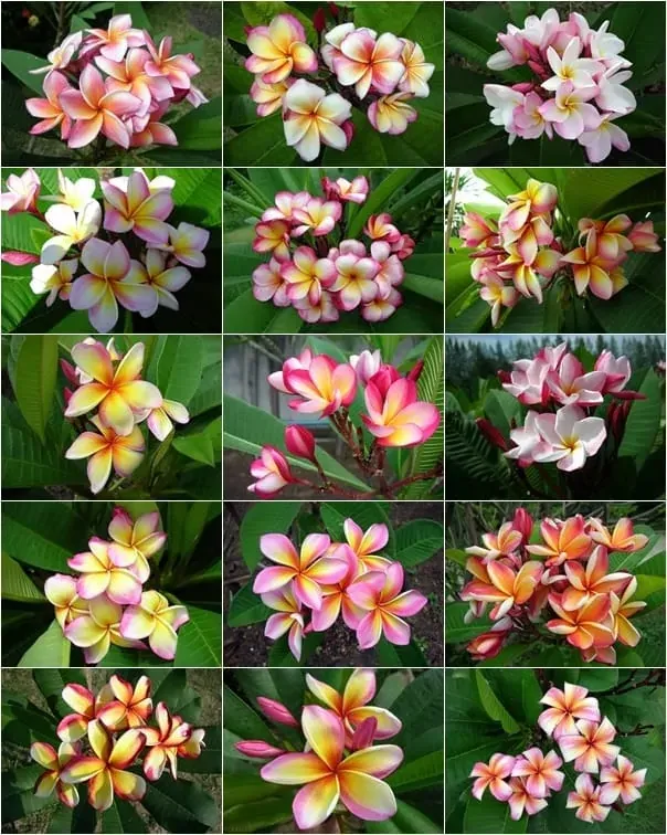 Plumeria rubra FANCY - MIX pestrofarebných farieb - 1 rastlina