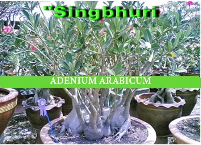 Adenium arabicum "Singbhuri"  2 naklíčené semená