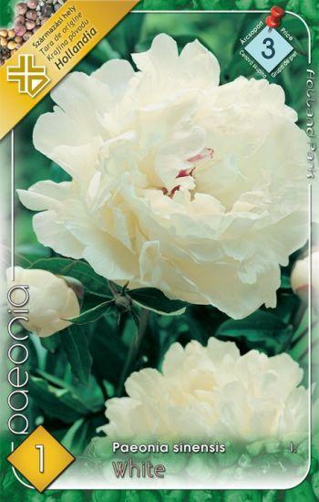 Pivonka - Paeonia sinensis White/1 ks