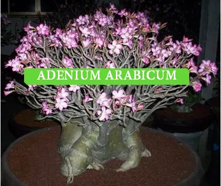 Adenium arabicum "Dwarf Black RCN" 5 semien