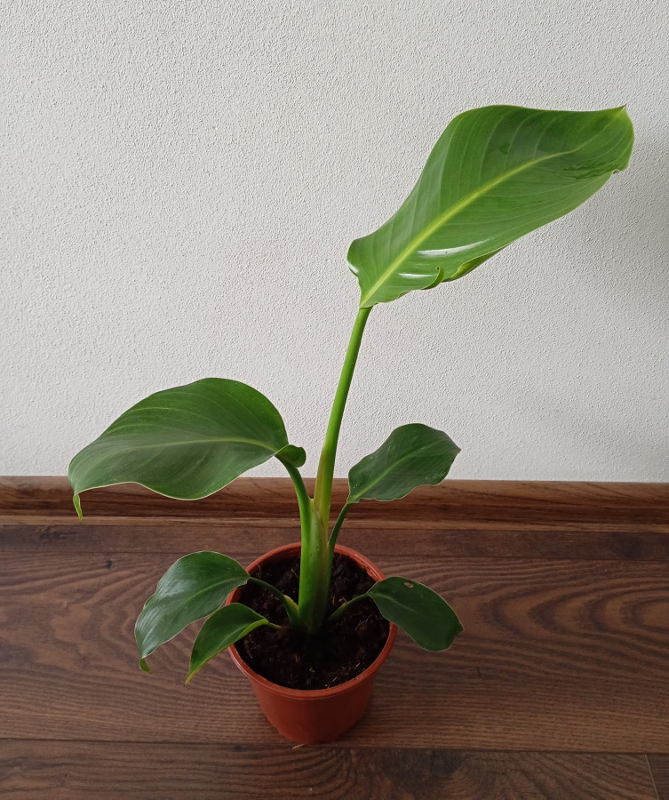 Strelitzia nicolai