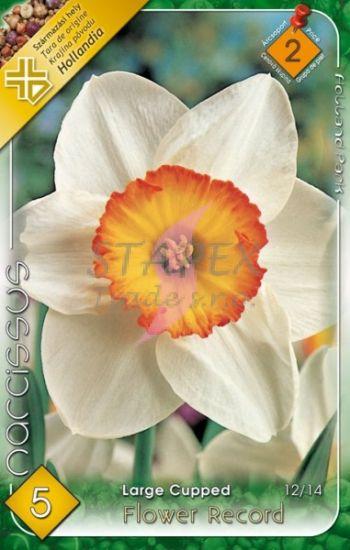 Narcissus Large Cupped Flower Record/5 ks
