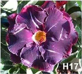 Adenium obesum H17 - vrúbľovaná rastlina