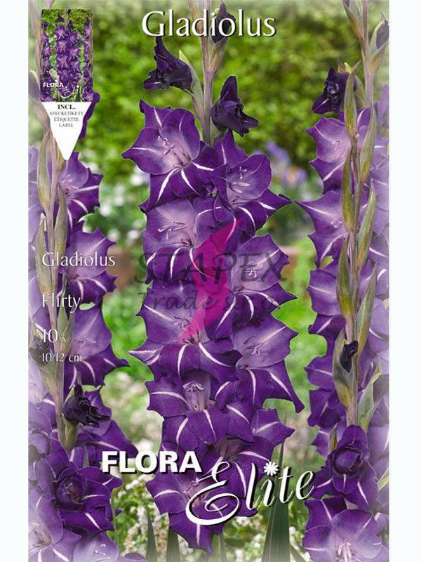Gladiolus Flirty/10 ks