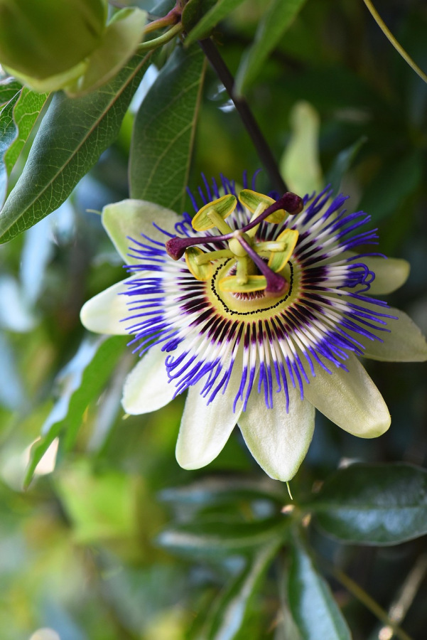 Passiflora caerulea 5 semien