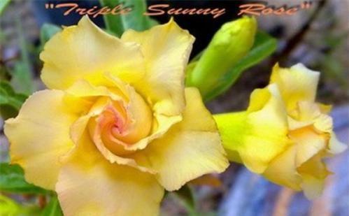 Adenium obesum "Triple Sunny Rose" 5 semien