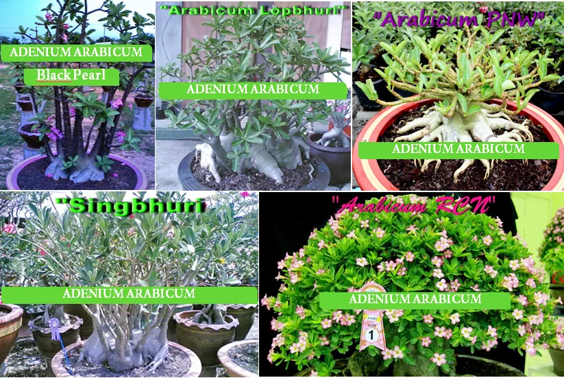 Adenium arabicum - 5 druhov po 2 semená