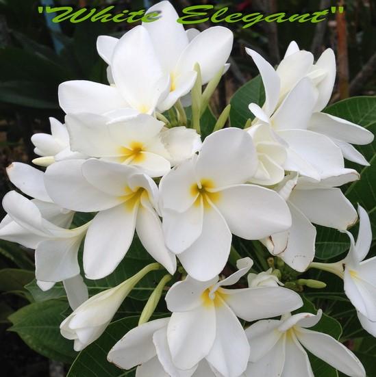 Plumeria rubra "White Elegant" 5 semien