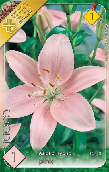 Lilium Asiatic Hybrid Pink/1 ks