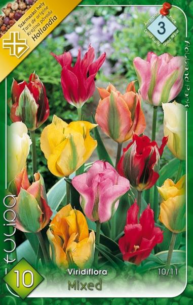 Tulipa Viridiflora MIX/10 ks