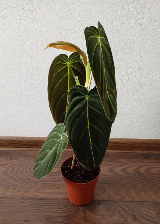 Philodendron melanochrysum