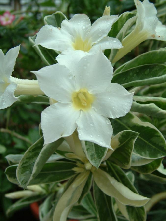 Adenium obesum "Variegated leaves White" 5 semien