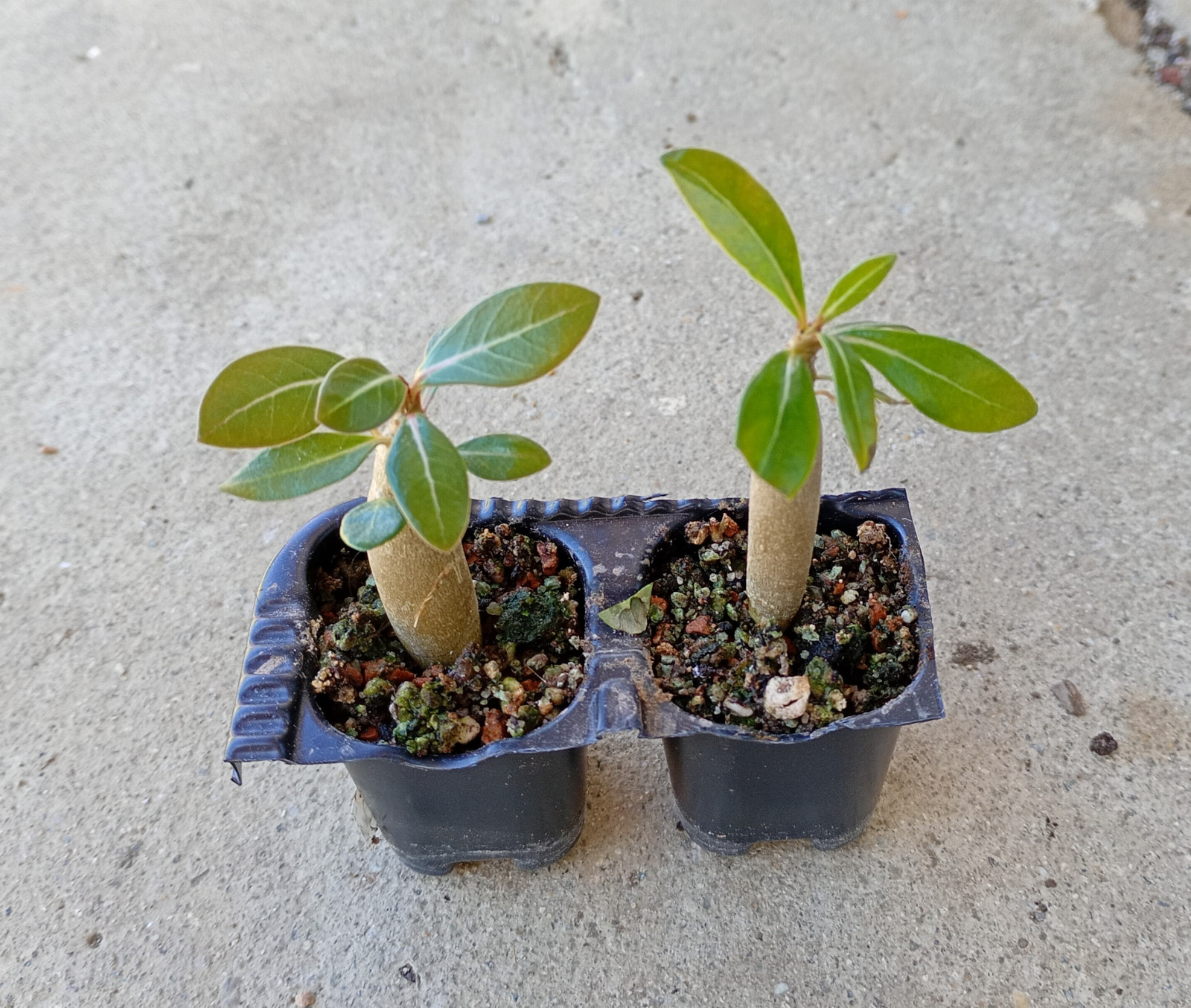 Adenium obesum "Double Black Madonna" - semenáč