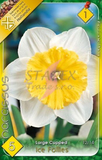 Narcissus Large Cupped Ice Follies/5 ks