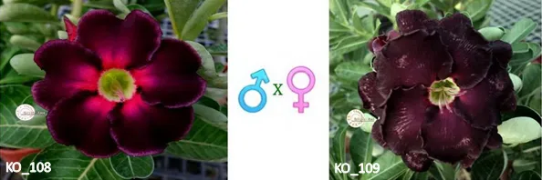 Adenium obesum "KO_108 x KO_109" (Opeľovné semená ♂x♀) 5 semien
